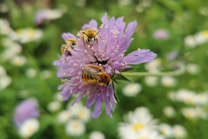 Wildbienen auf Witwenblume