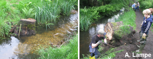Holger gräbt den Stubben einer alten, gefällten Birke aus und platziert ihn am Bachufer. Hier finden Fische und Bachbewohner wie der Flusskrebs und Köcherfliegen wieder Lebensraum.