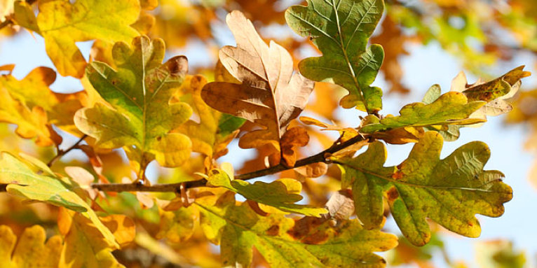 Stieleiche in Herbstfärbung - Foto: Helge May