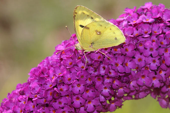 Schmetterlingsflieder/Sommerflieder (Buddleia davidii) mit Goldener Acht – Foto: Helge May