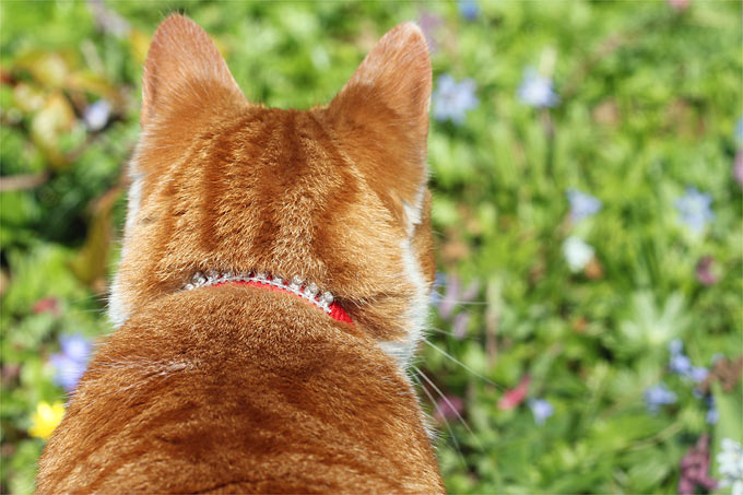 Katze im Garten - Foto: Helge May