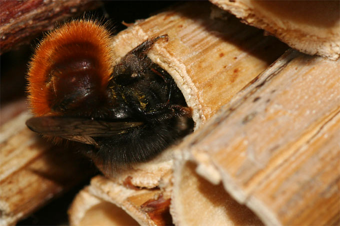 Gehörnte Mauerbiene an Nisthilfe - Foto: Helge May
