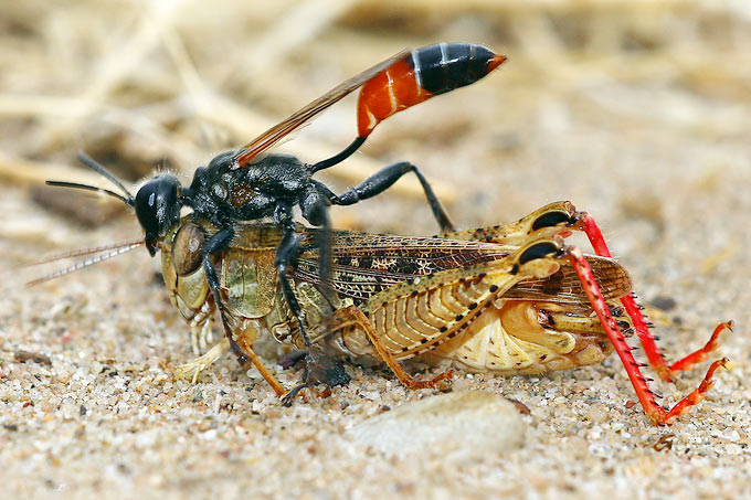 Kirbys Heuschreckenjäger mit erbeuteter Schönschrecke - Foto: Eric Fischer/www.naturgucker.de