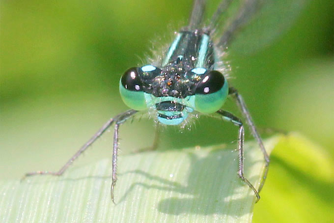 Große Pechlibelle (Männchen) - Foto: Helge May