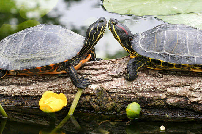 Schmuckschildkröten - Foto: Helge May