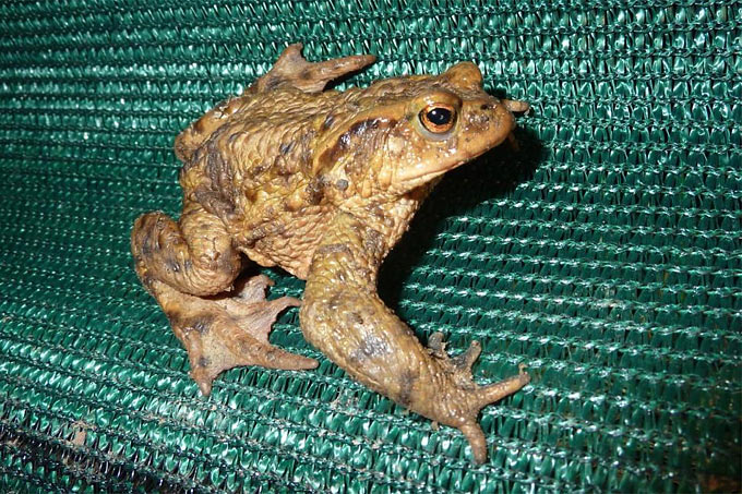 Erdkrötenmännchen am Zaun - Foto: Karl-Heinz Fuldner