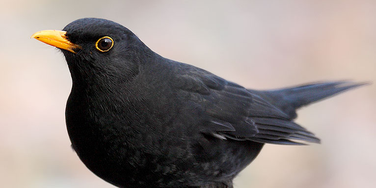 Amsel - Foto: Frank Derer