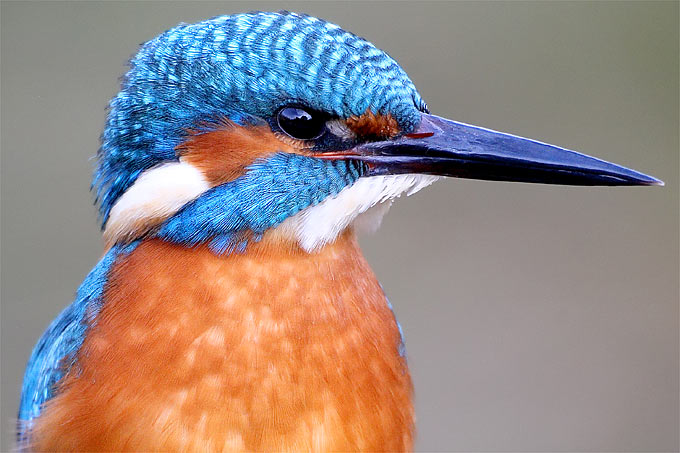 Eisvogel - Foto: Frank Derer