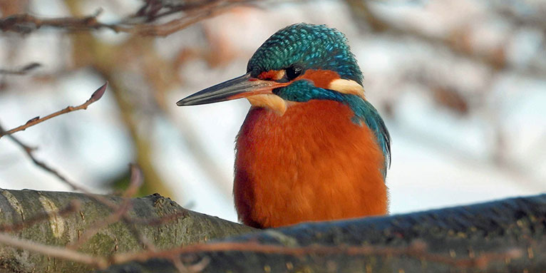 Eisvogel - Foto: Gaby Schulemann-Maier/NABU-naturgucker.de