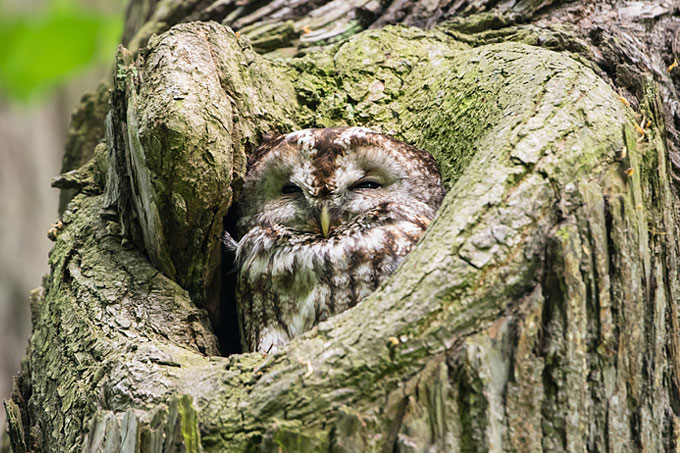 Waldkauz - Foto: Bärbel Franzke