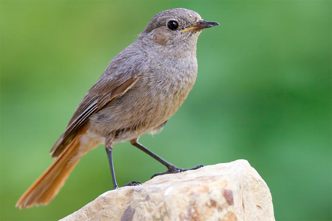 Hausrotschwanzweibchen - Foto: Frank Derer