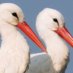 Weißstorchpaar - Foto: Frank Derer