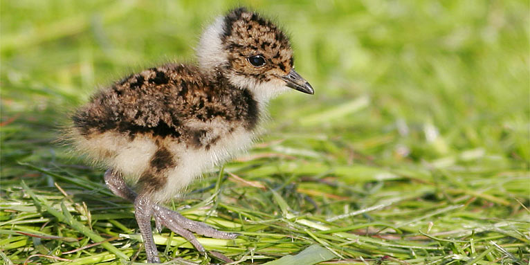 Kiebitzküken - Foto: NABU/Thorsten Krüger