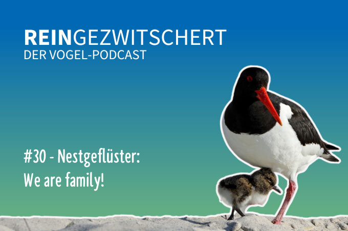 NABU-Vogelpodcast „Reingezwitschert“, Folge 30: Vogel-Familienleben - Foto: NABU-naturgucker.de/Jürgen Podgorski