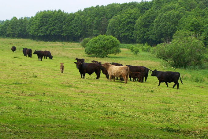 Galloway-Herde - Foto: Krzysztof Wesolowski