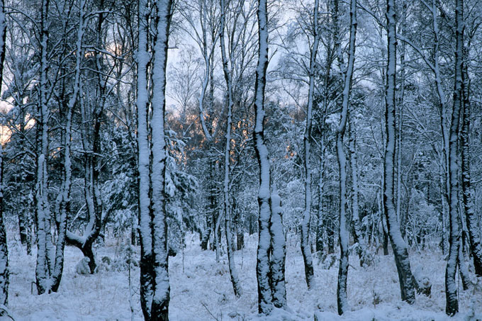 Winter im Duvenstedter Brook - Foto: Krzysztof Wesolowski