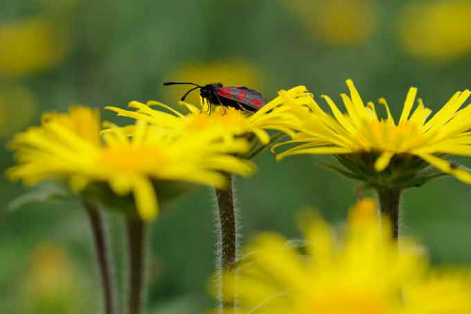 Gelbe Blumenwiese (Rauher Alant) mit Insekt 