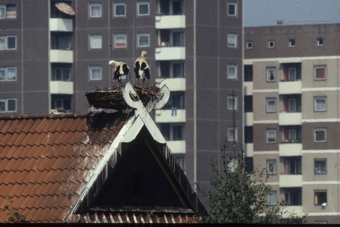 Storchenpaar - Foto: NABU Archiv