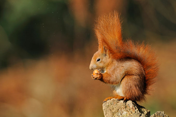Eichhörnchen - Foto: Annegret Wiermann