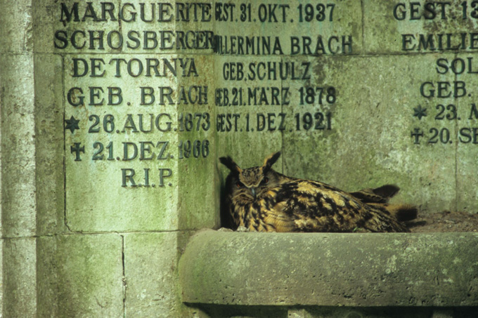 Uhunest auf dem Ohlsdorfer Friedhof - Foto: Günther Helm