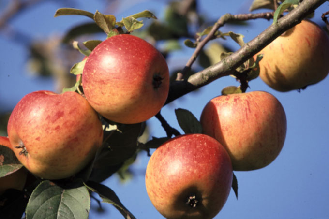 Äpfel am Baum - Foto: Manfred Arlt