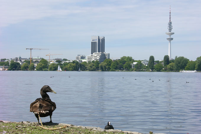 Viele Wasservögel brüten im Schutz der Ufervegetation. - Foto: Simon Hinrichs