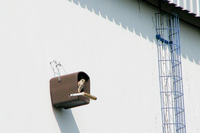 Turmfalke in Nisthilfe auf einem Betriebsgelände - Foto: Heike Springer
