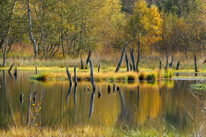 Herbstliche Stimmung im Wittmoor - Foto: Knud Schulz