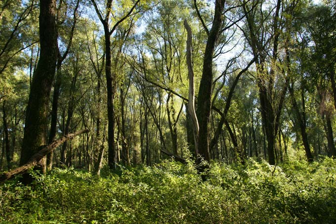 Wertvoller Wald in Altenwerder West - Foto: NABU Hamburg