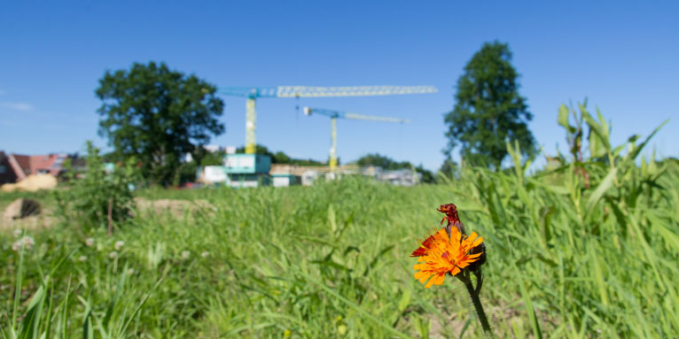 Baustelle im Landschaftsschutzgebiet in Hamburg-Lohbrügge - Foto: Tom Petersen