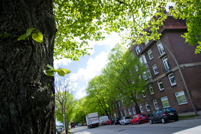 Bäume erfüllen gerade an viel befahrenen Straßen wichtige Funktionen für Menschen und Tiere - Foto: Thomas Dröse