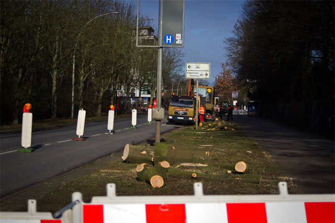 Gefällte Straßenbäume in Hamburg im Januar 2022 - Foto: Thomas Dröse