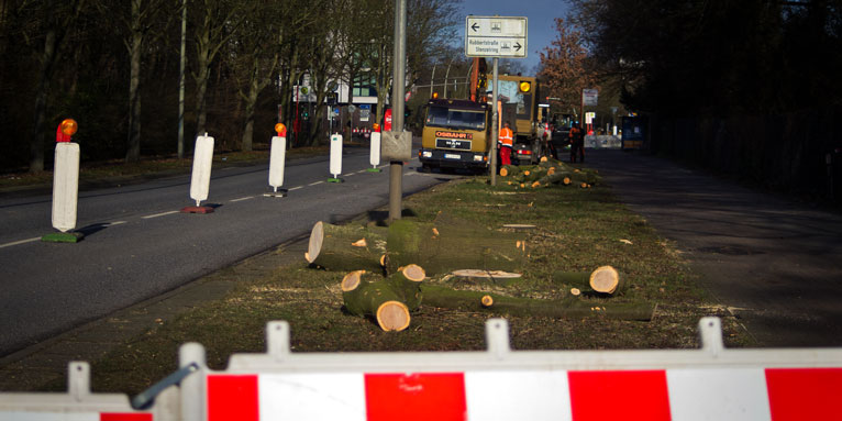 Gefällte Straßenbäume in Hamburg im Januar 2022 - Foto: Thomas Dröse