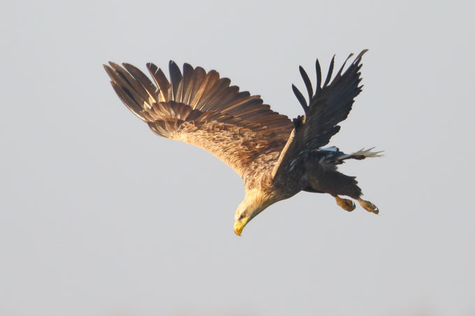 Seeadler auf der Jagd an der NABU Vogelstation - Foto: Heiner Hofmann