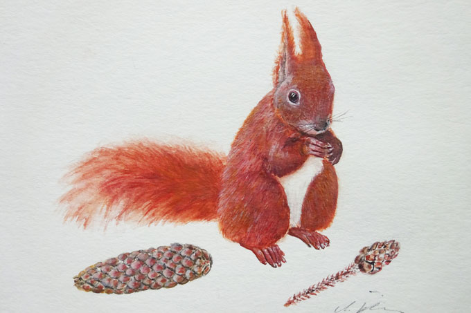Eichhörnchen - Bild: Annette Göhren