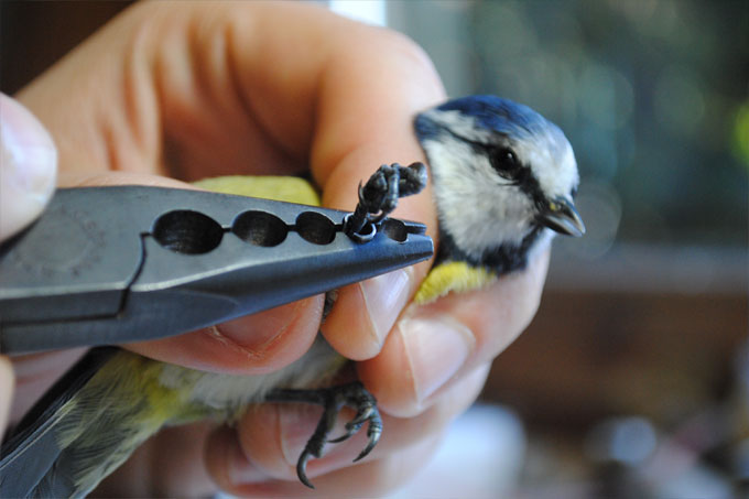Umweltsenator Jens Kerstan würdigt ehrenamtliches Engagement für den Vogelschutz