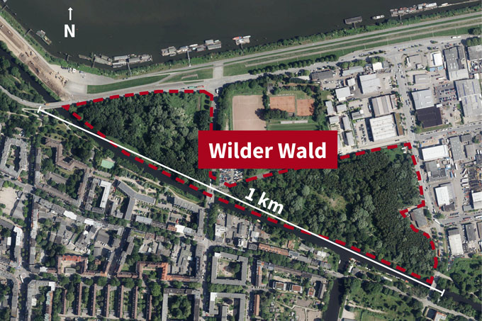 Der Wilde Wald in Wilhelmsburg - Karte: Geoportal Hamburg // <a href="https://www.openstreetmap.org/?mlat=53.5172&amp;mlon=9.9957#map=16/53.5172/9.9957" target="_blank">Wilden Wald in OpenStreetMap anzeigen</a></small>