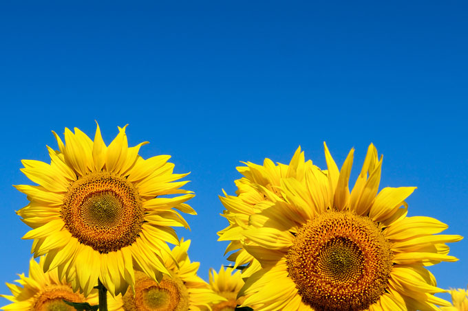 Sonnenblumenfeld - Foto: Adobe Stock