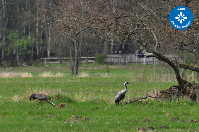 Kranich-Familie mit Jungvogel - Foto: Jens-Peter Stödter