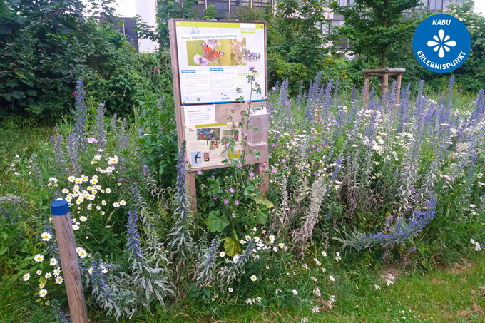 Schautafel an der Schmetterlingswiese - Foto: NABU Altona