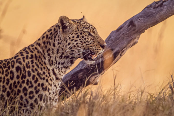 Vom Kruger Park bis in das Okavango Delta – Mein Leben in der Wildnis Afrikas - Foto: Ben Mirgel