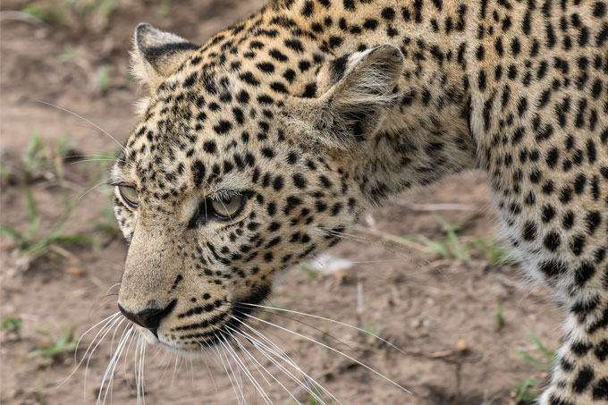 Leopard in Kenia - Foto: Hanni und Jörg Raasch