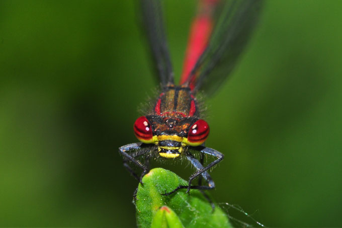 Frühe Adonislibelle (Männchen) - Foto: Jens-Peter Stödter