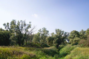 Der Vollhöfner Wald als Trittstein im Biotopverbund - Foto: Thomas Dröse