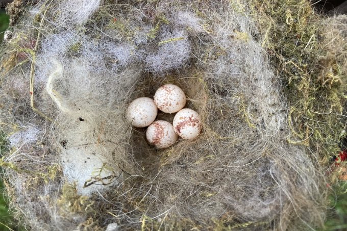 Foto eines Vogelnestes mit vier Eiern