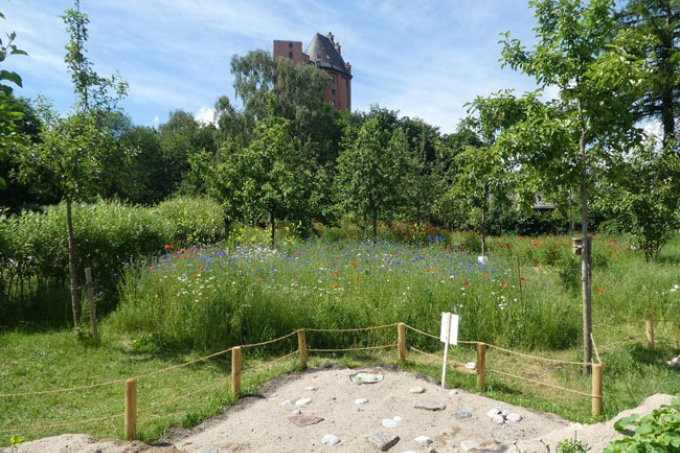 Wildblumen-Wiese im Stadtpark Eimsbüttel - Foto: NABU Eimsbüttel