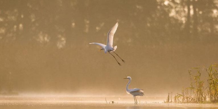 &quot;Die Elbtalauen – Leben am Fluss&quot; - Foto: Oliver Ulmer und Thomas Lerch