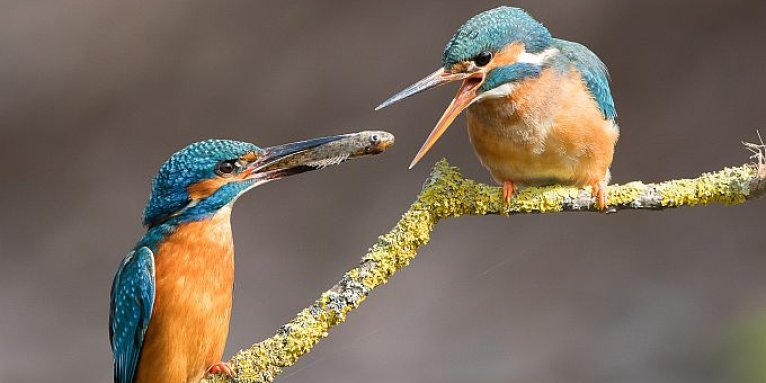 Ein Geschenk für lebendige Bäche - Foto: Naturgucker.de/Wilfried Martin