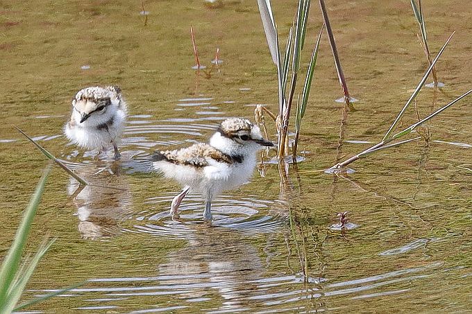 Flussregenpfeiferküken auf Nahrungssuche