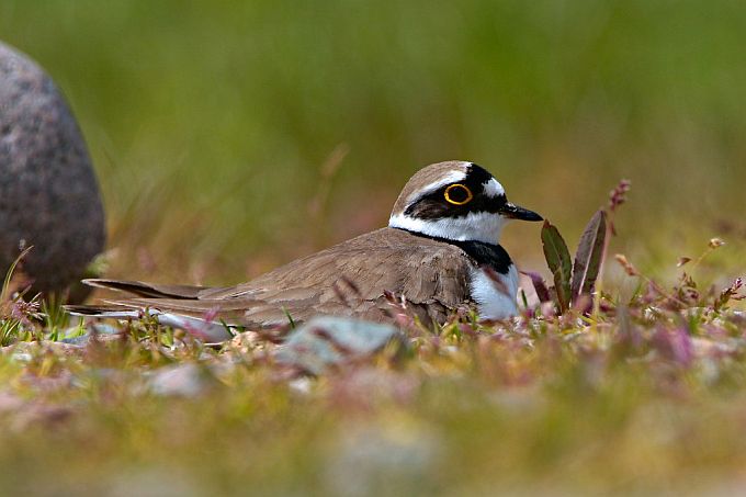 Flussregenpfeifer brütet an NABU Vogelstation Wedeler Marsch